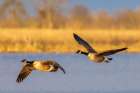 Canada geese landing in wetland late evening, Marion County, Illinois. Art Print